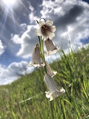 Fritillaria striata