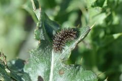 Melitaea phoebe