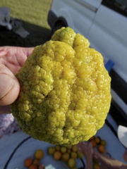 Citrus × taitensis