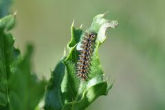 Melitaea phoebe