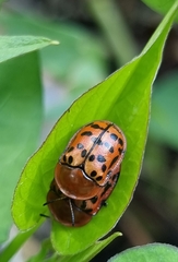 Conchyloctenia punctata