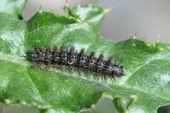 Melitaea phoebe
