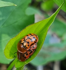 Conchyloctenia punctata