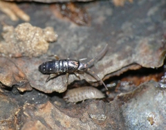 Tomocerus