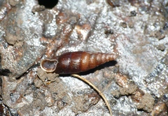Macrogastra rolphii