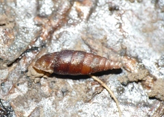 Macrogastra rolphii