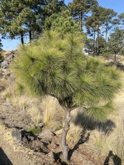 Pinus montezumae