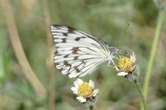 Belenois gidica abyssinica