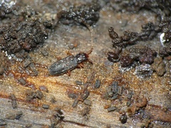Uleiota planata