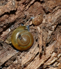 Morlina glabra