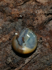 Morlina glabra