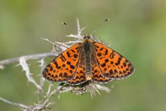 Melitaea didyma