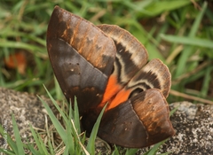 Automeris egeus