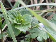 Veronica persica