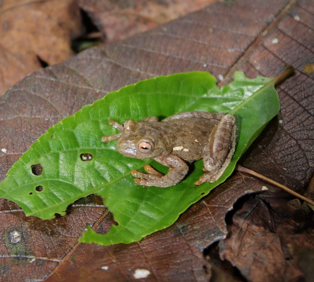 Large-mouthed Treefrogs