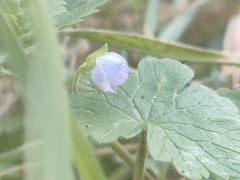 Veronica persica