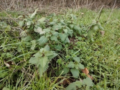 Urtica dioica