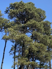 Pinus hartwegii