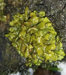 Dermatocarpon luridum