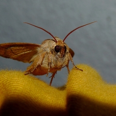 Charanyca trigrammica