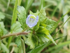 Veronica persica