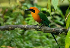 Baryphthengus martii