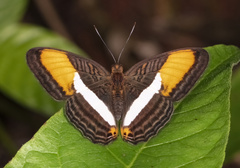 Adelpha cytherea