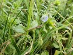Veronica persica