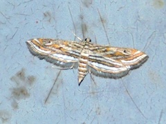 Parapoynx fluctuosalis