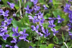 Viola hirta