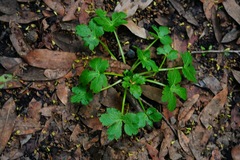 Sanicula crassicaulis