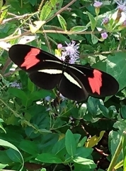 Heliconius erato phyllis