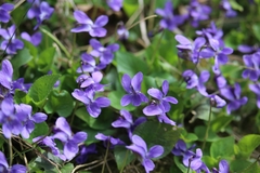 Viola hirta
