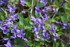 Viola hirta