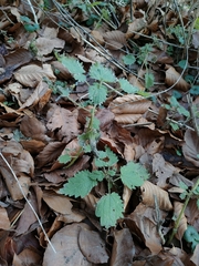 Urtica dioica