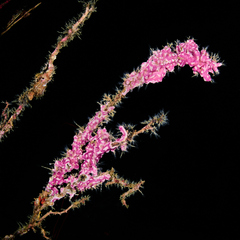 Didemnum membranaceum