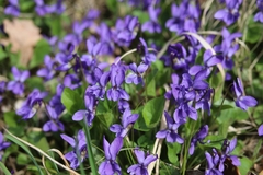 Viola hirta