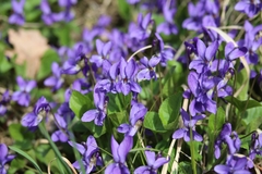 Viola hirta