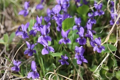 Viola hirta