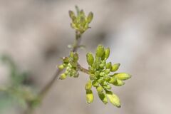Euchloe simplonia