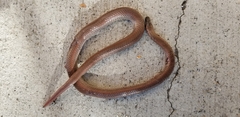 Contia tenuis