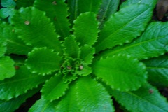 Lactuca virosa