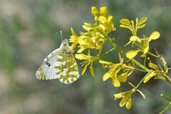 Euchloe simplonia