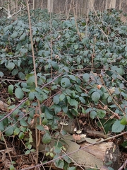 Rubus