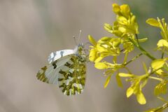 Euchloe simplonia