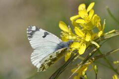 Euchloe simplonia