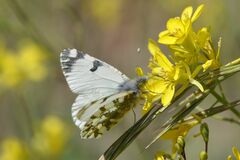 Euchloe simplonia