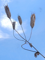 Aquilegia canadensis