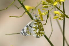 Euchloe simplonia