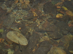 Hesperoleucus symmetricus